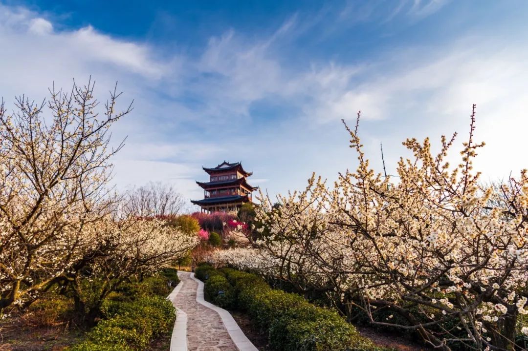 Meet the Plum Blossom Festival