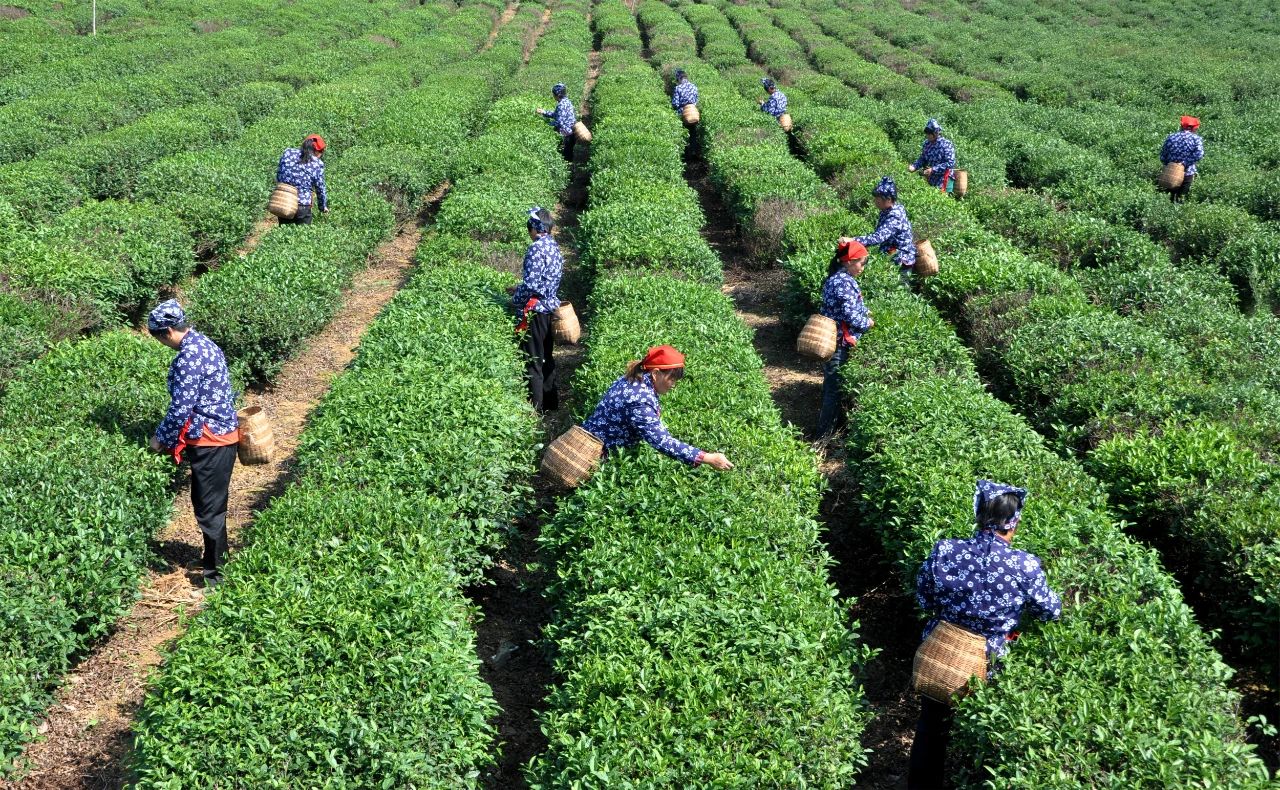 Lishui Rain Tea